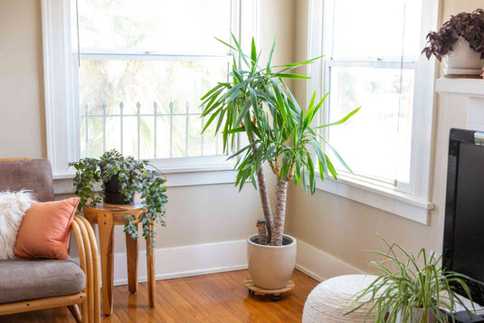 Why Every Dubai Home Needs Indoor Plants