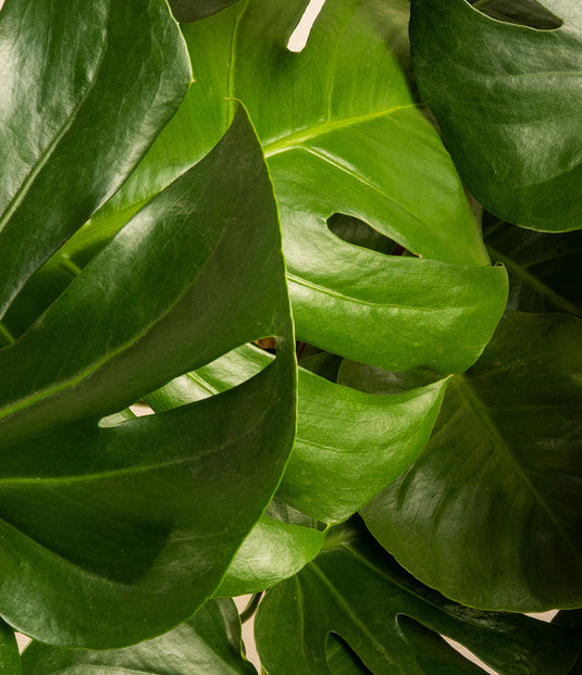 Monstera Deliciosa