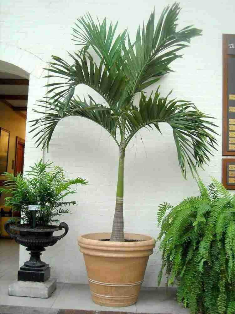manila palm plant Manila Palm
