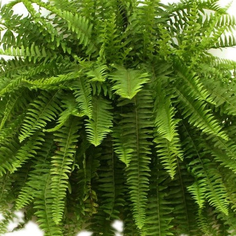 Boston Fern