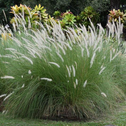 Pennisetum Grass