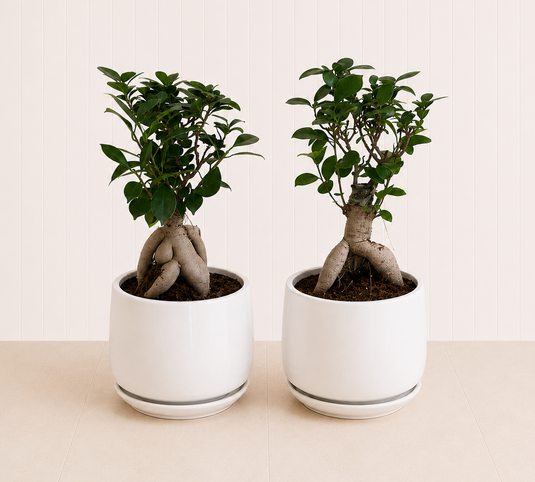 Pair of Table Bonsai