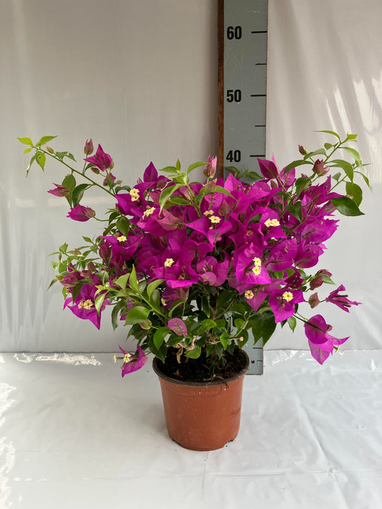 Bougainvillea Alexandra