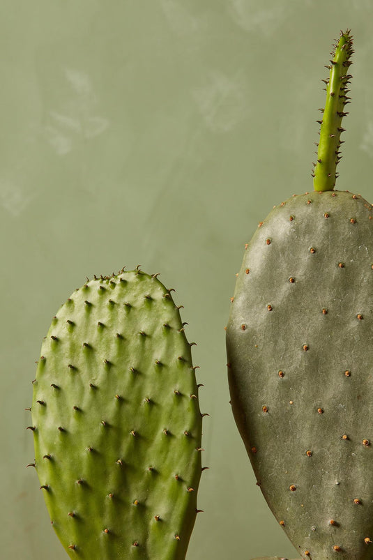 Prickly Pears Cactus