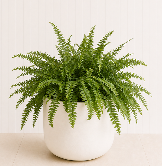 Boston Fern