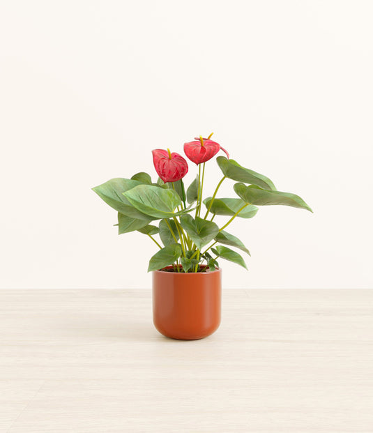 Anthurium Red