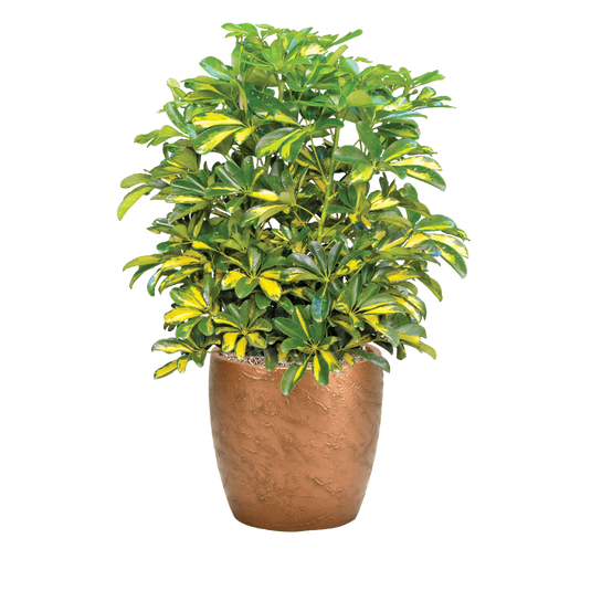 Schefflera Variegated Bushy