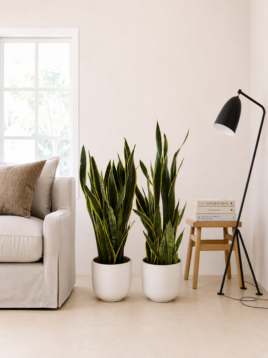 Pair of Large Snake Plants