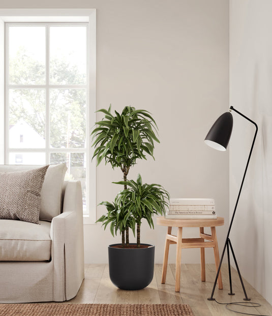 Dracaena Warneckii
