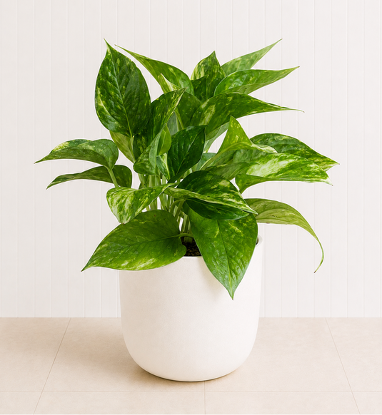 Golden Pothos