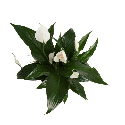 Peace Lily