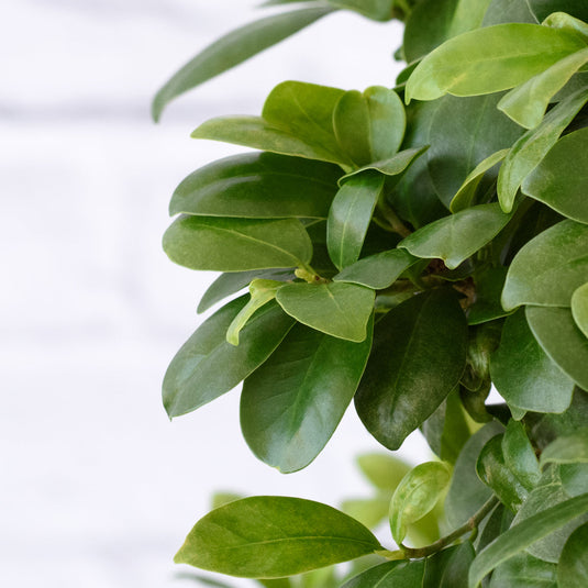 Ficus Bonsai - S Shape