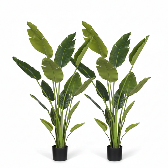 Traveller's Palm Duo