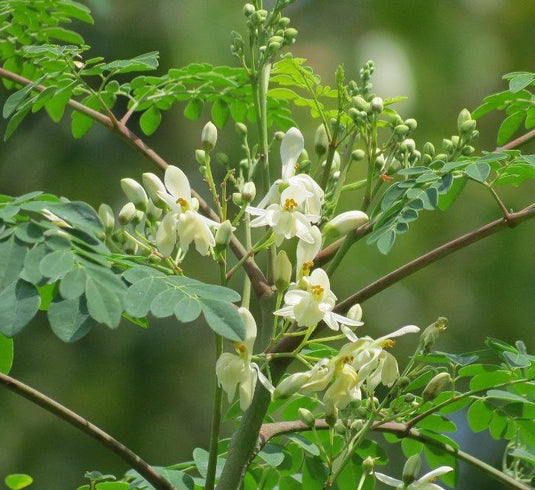Moringa