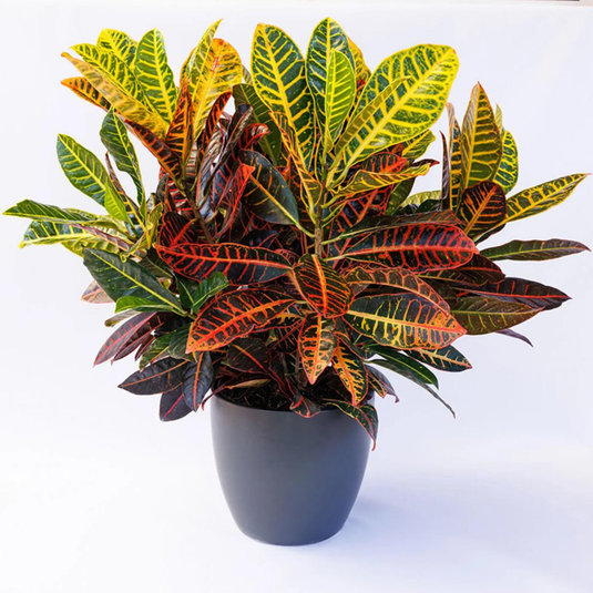 Croton Indoor
