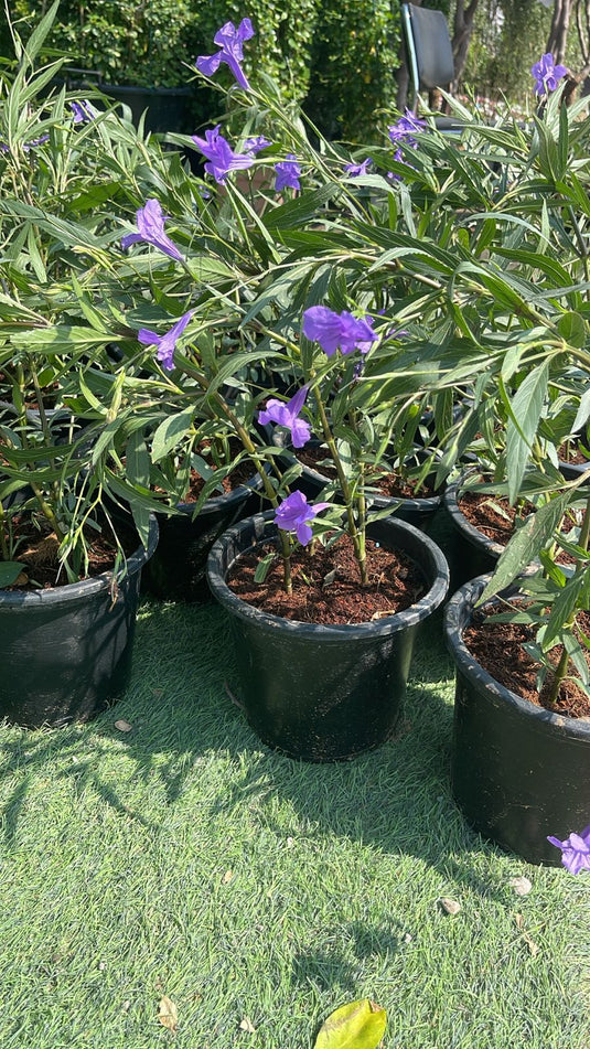 Ruellia