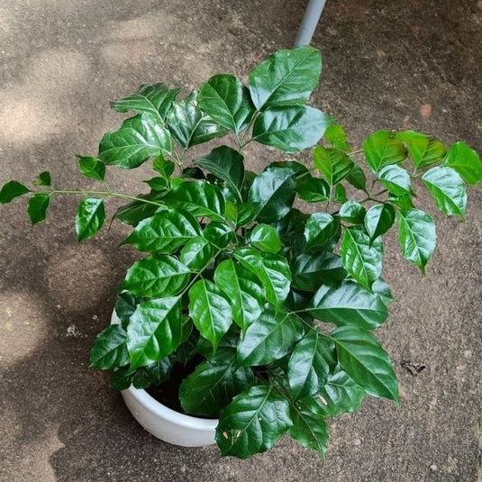 Radermachera Sinica Thick Trunk