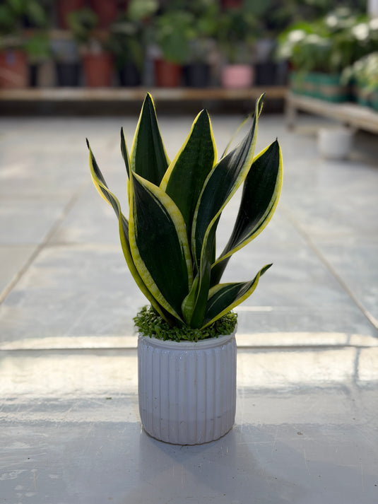 Snake Plant Aqua
