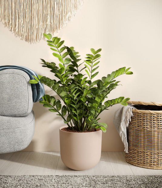 Zamia Plant / ZZ plant