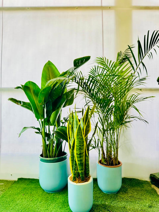 Tall Indoor Plant Bundle (Areca Palm, Bird of Paradise, Snake Plant)