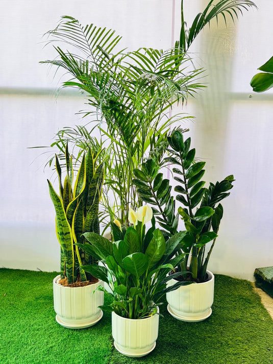 Air Purifying Plant Bundle (Areca Palm, ZZ Plant, Snake Plant, Peace Lily)