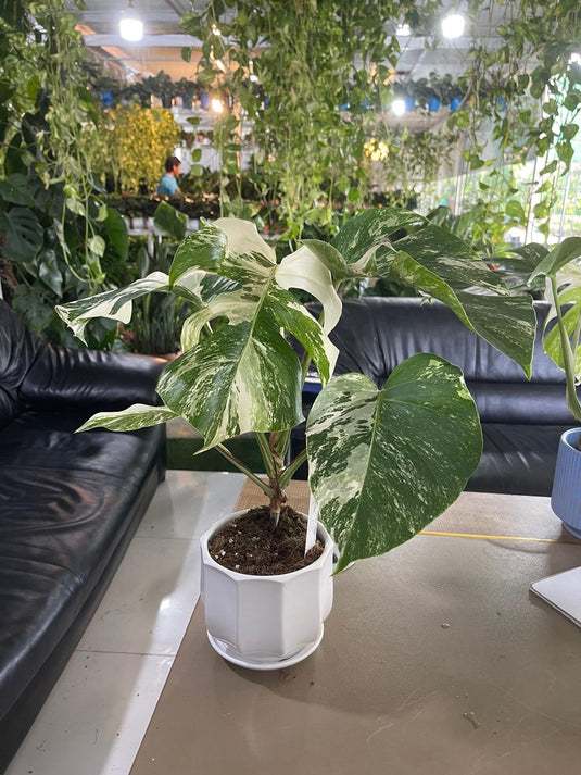 Monstera Albo