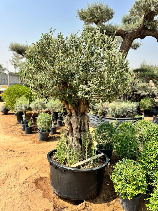 1.8M Ancient Olive Tree - 60/70 years old