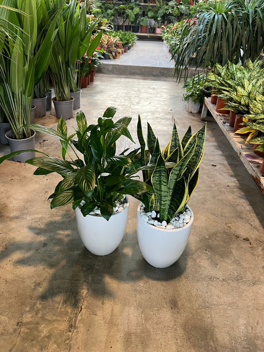 Hard Kill Plants Bundle