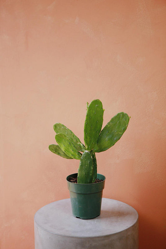 Prickly Pears Cactus