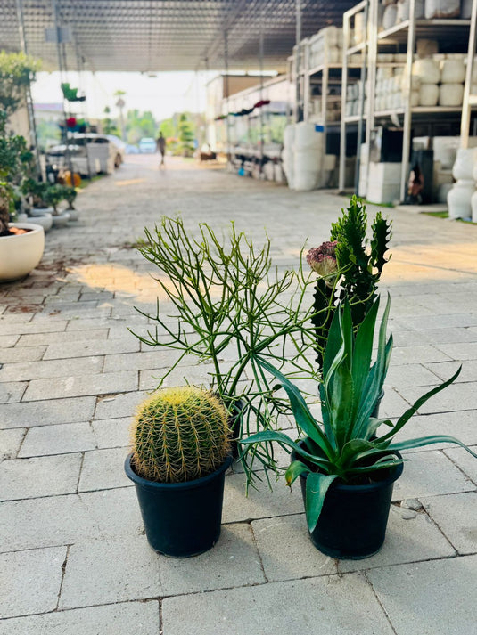 Succulent Bundle (Barbary Fig Cactus, Pencil Cactus, Ball Cactus, Agave)