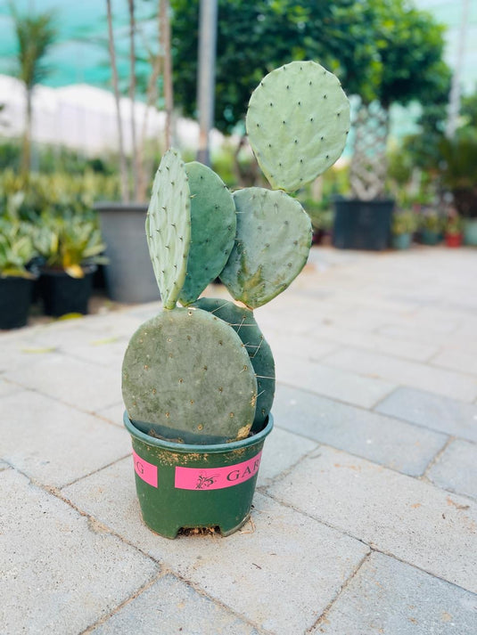 Wheel Cactus