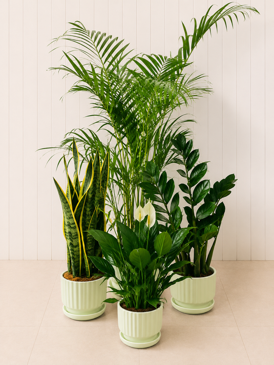 Air Purifying Plant Bundle (Areca Palm, ZZ Plant, Snake Plant, Peace Lily)