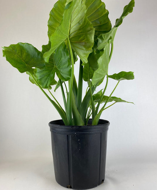 Alocasia California