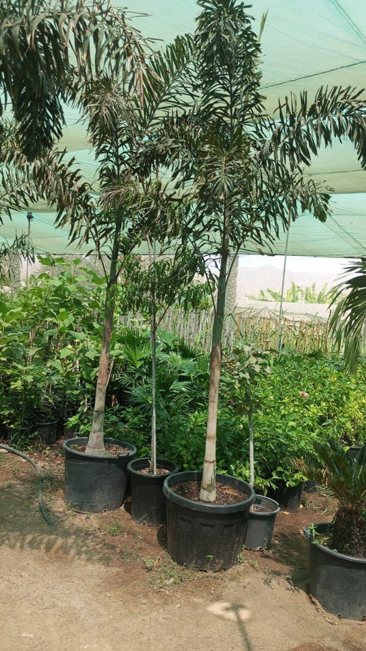 Foxtail Palm