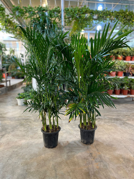 Pair of Kentia Palm