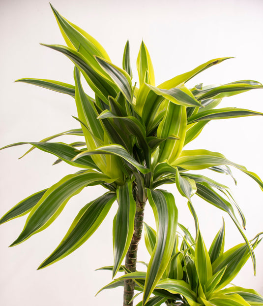 Dracaena Lemon Lime