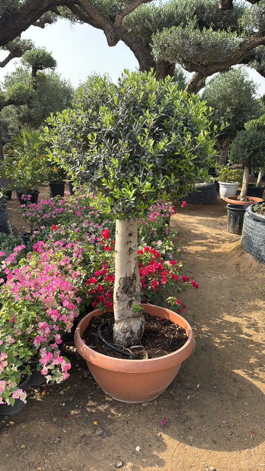 Mature Olive Tree β 1.5M - Premium Mediterranean Olive Tree