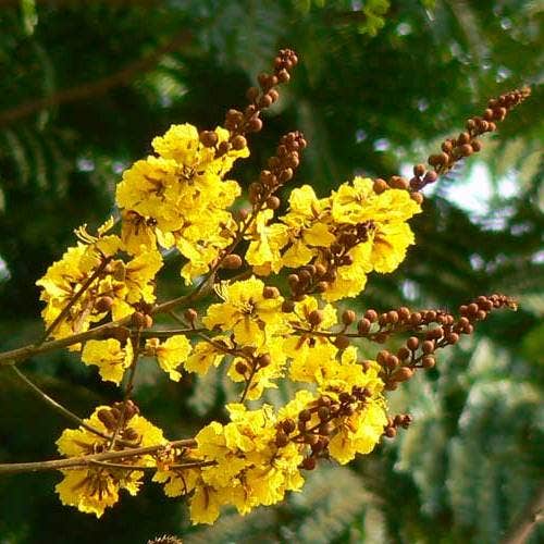 Yellow Poinciana