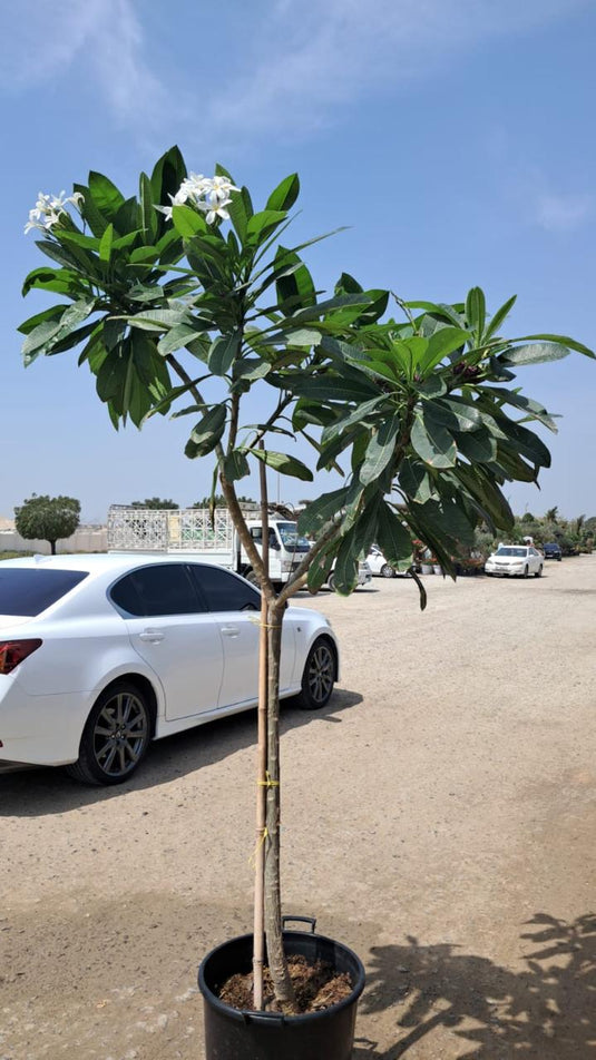 Plumeria Tree