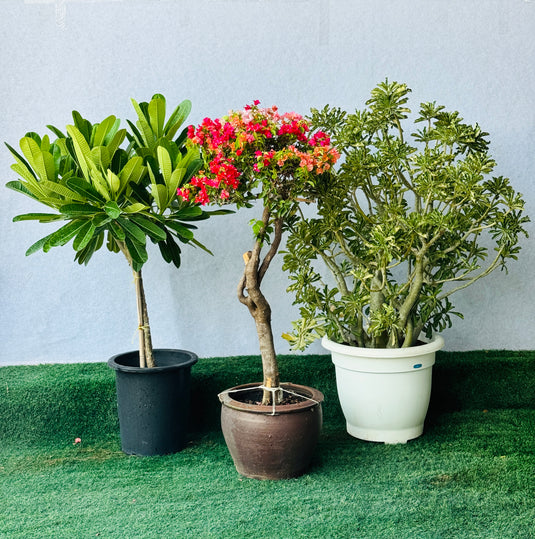 Balcony Garden Plant Bundle (Bougainvillea, Plumeria, Desert Rose)