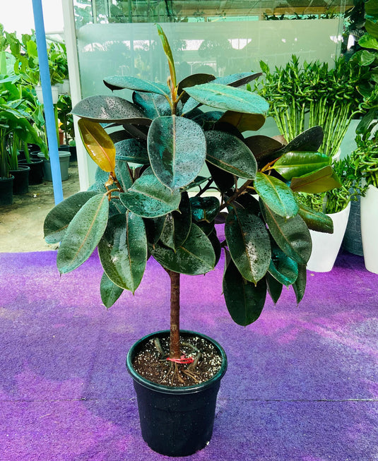 Rubber Tree