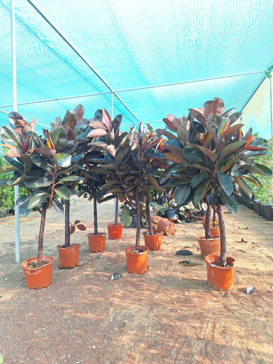 Rubber Tree