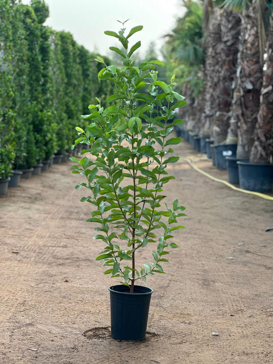 Guava Tree / Guava Fruit