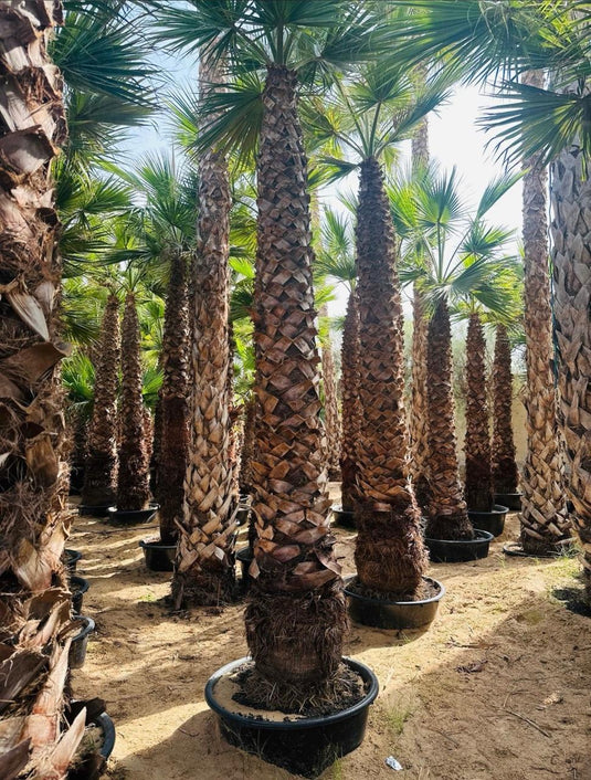 Washingtonia Palm (Spanish)