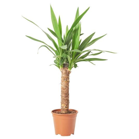 Yucca Tree