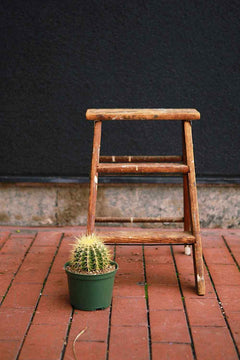 Small barrel cactus in a dark green nursery pot on patio tiles