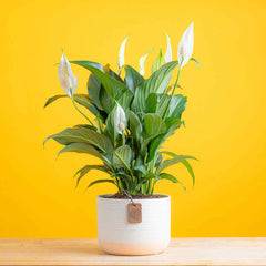 Peace lily in a two tone apricot and cream pot