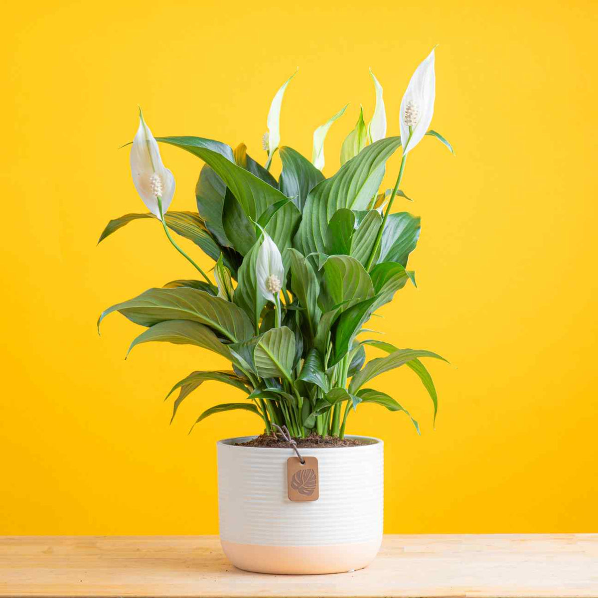 Peace lily in a two tone apricot and cream pot