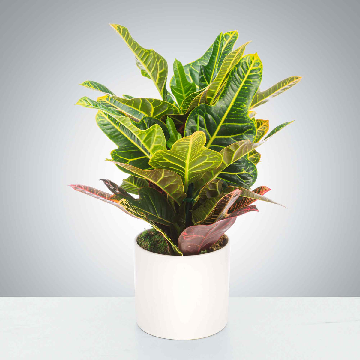 Croton plant in a white ceramic pot with green and yellow variegated leaves