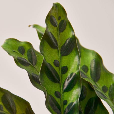 Best Pet-Friendly Indoor Plants for UAE Homes